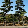 迎八方景松園林造型黑松 發貨快