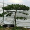 造型油松 迎八方景松園林 自產自銷