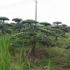 宏源苗木造型羅漢松 造型樹 庭院綠化風(fēng)景樹造型樹苗羅漢松 批發(fā)湖南造型羅漢松