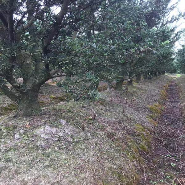 宏源苗木造型羅漢松 造型樹 庭院綠化風(fēng)景樹造型樹苗羅漢松 批發(fā)湖南造型羅漢松