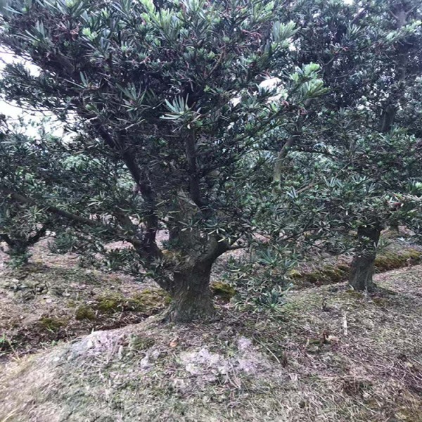 宏源苗木造型羅漢松 造型樹 庭院綠化風(fēng)景樹造型樹苗羅漢松 批發(fā)湖南造型羅漢松