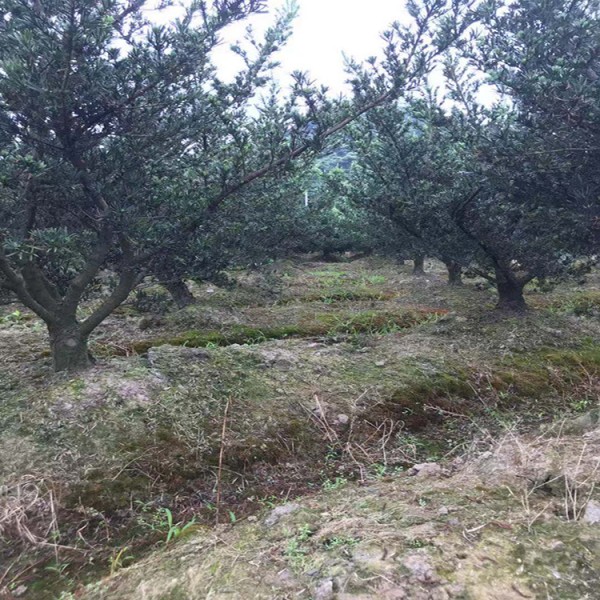 宏源苗木羅漢松小苗價格 基地批量直銷小葉造型羅漢松  批發各種造型黑松 