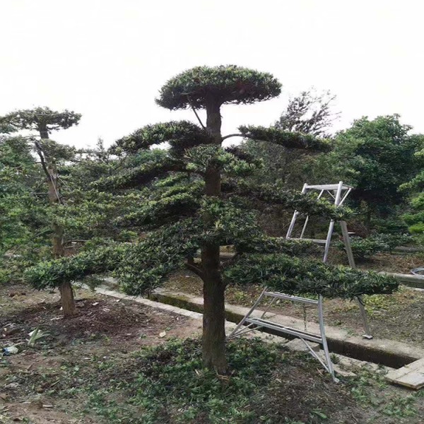 宏源苗木羅漢松小苗價格 基地批量直銷小葉造型羅漢松  批發各種造型黑松 
