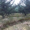宏源苗木造型羅漢松 造型樹 庭院綠化風(fēng)景樹造型樹苗羅漢松 羅漢松的造型