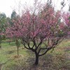 宏源苗木紅梅苗價格 田里栽培產(chǎn)地直銷紅梅 盆栽紅梅