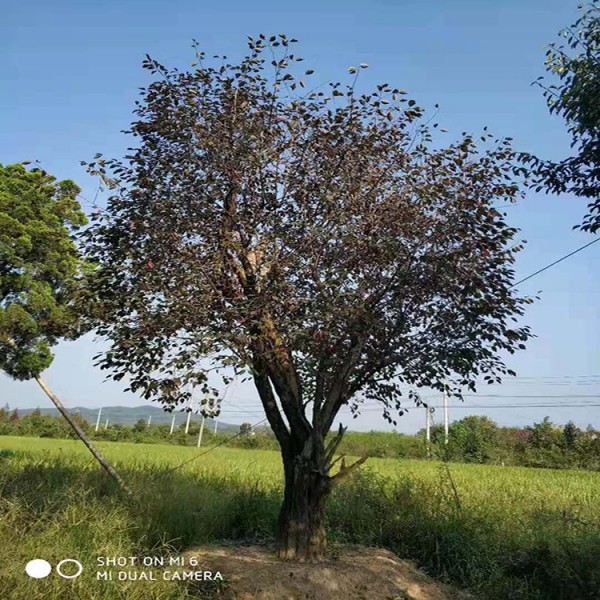 宏源苗木紅梅苗價格 田里栽培產(chǎn)地直銷紅梅 盆栽紅梅