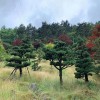 宏源苗木園林綠化樹干造型五針?biāo)?基地批發(fā)造型五針?biāo)?專業(yè)培植五針?biāo)? onmouseover=