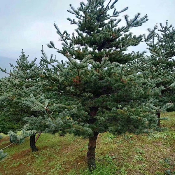 宏源苗木園林綠化樹干造型五針松 基地批發造型五針松 專業培植五針松