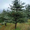 宏源苗木精品造型五針?biāo)膳l(fā)貨真價實 基地供應(yīng) 造型五針?biāo)?造型五針?biāo)蓸? onmouseover=