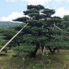 宏源苗木批發(fā)各種造型五針?biāo)?銷售造型五針?biāo)?五針?biāo)蓛r格
