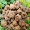 魔芋種子 基地一手貨源 抗病強 發芽率高
