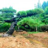 造型油松的價格