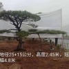 常色葉黑松樹苗木基地-觀葉造型精品黑松批發價格-苗圃直銷-規格齊全