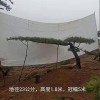 15公分造型黑松苗木基地-景觀造型平頂松批發價格-苗圃直銷-規格齊全