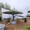 造型工程松苗木基地-造型油松批發價格