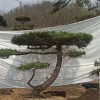 造型油松的價格-造型景觀松