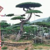 精品造型松價格-苗圃直銷-規格齊全