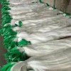 黃瓜網